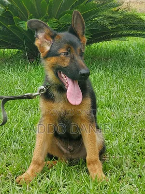 1-3 months Male Purebred German Shepherd