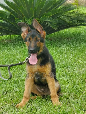 1-3 months Male Purebred German Shepherd
