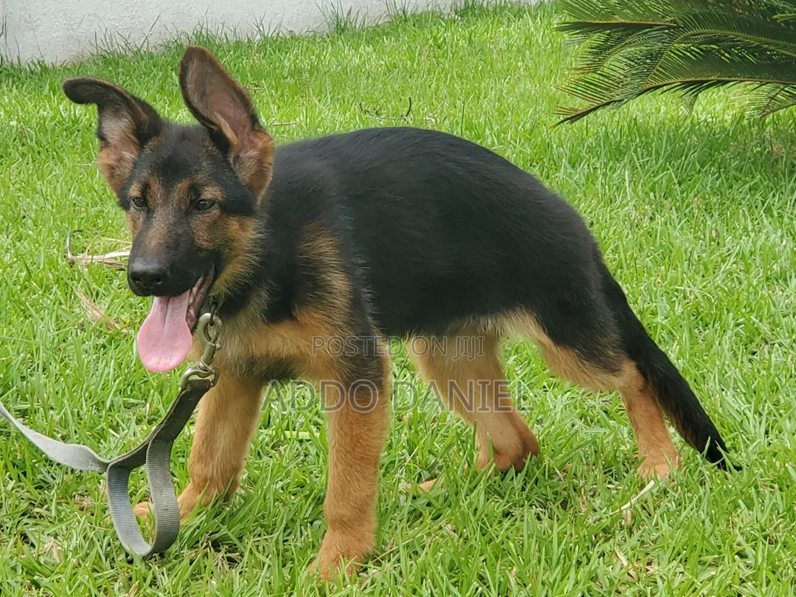 1-3 months Male Purebred German Shepherd