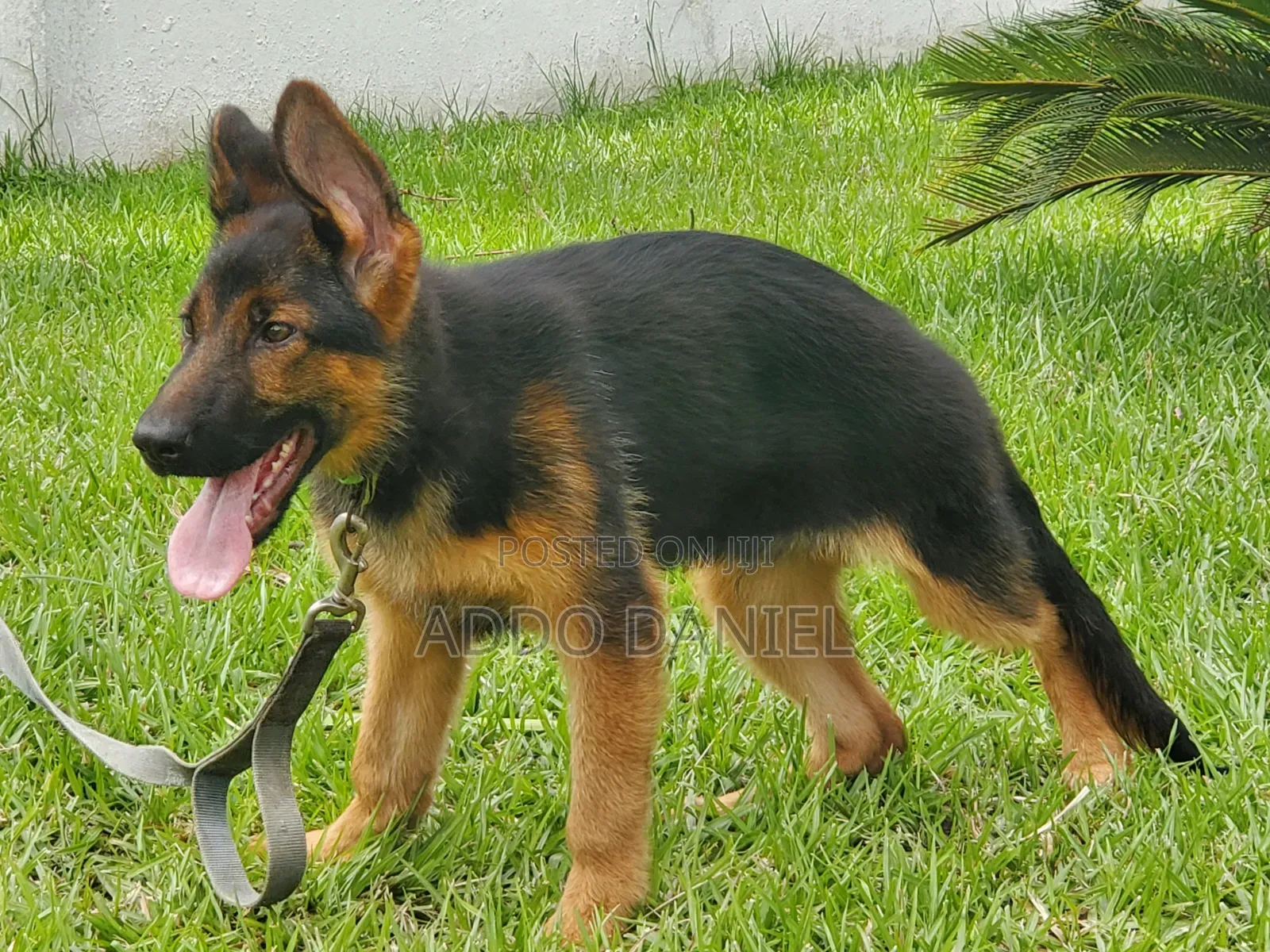 1-3 months Male Purebred German Shepherd
