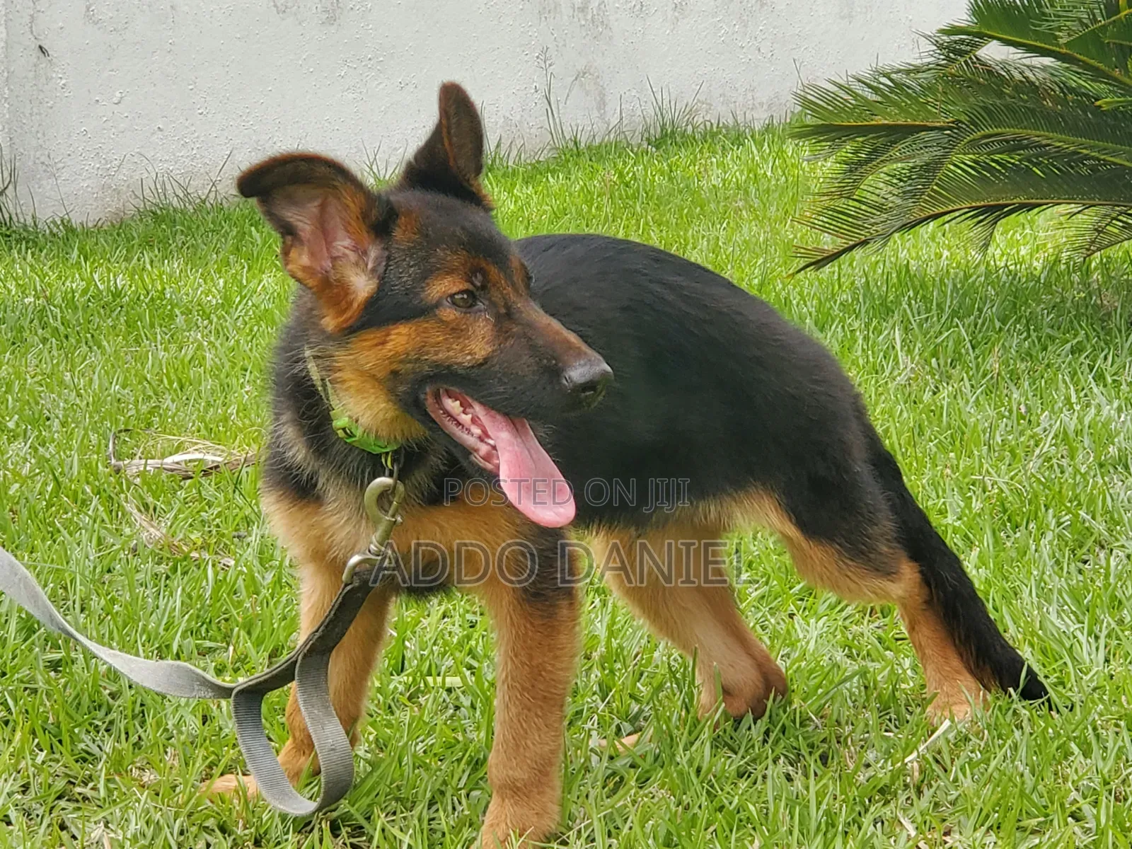 1-3 months Male Purebred German Shepherd