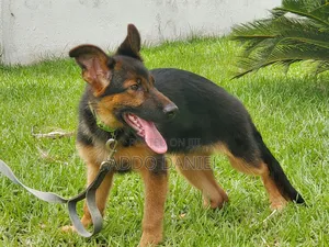 1-3 months Male Purebred German Shepherd