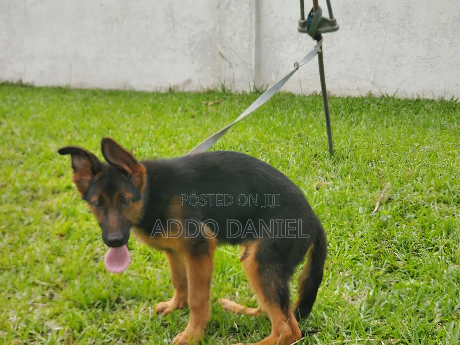 1-3 months Male Purebred German Shepherd