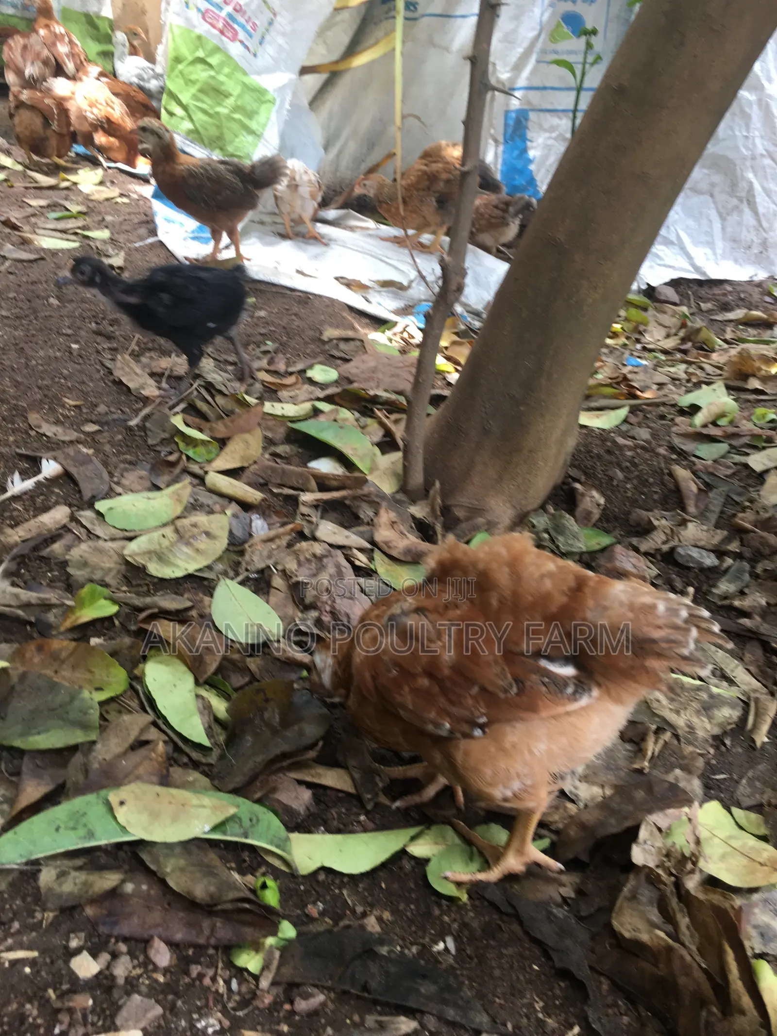 6 Weeks Chicks