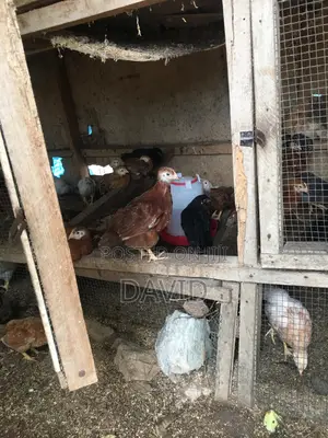 6 Weeks Chicks