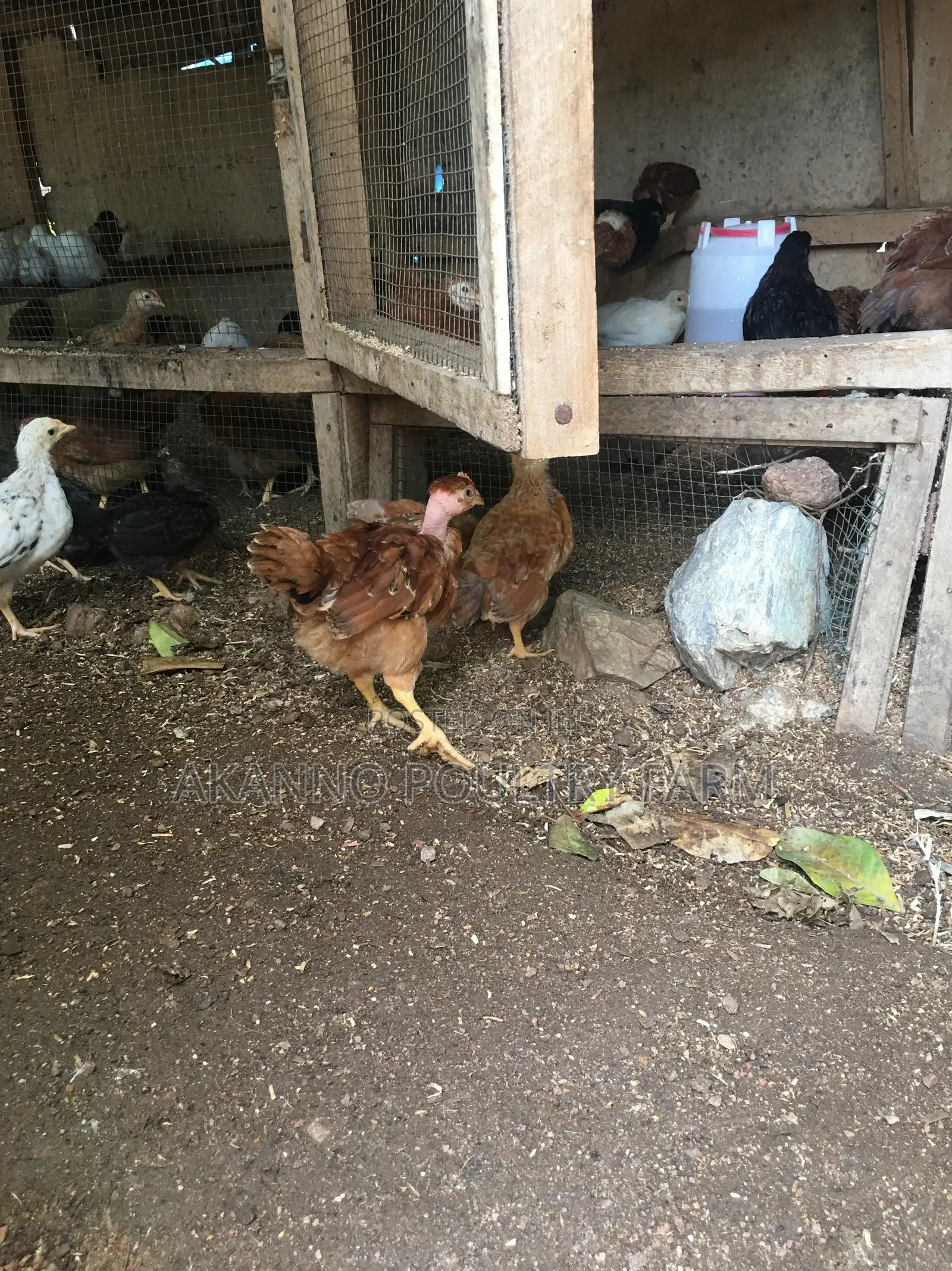 6 Weeks Chicks