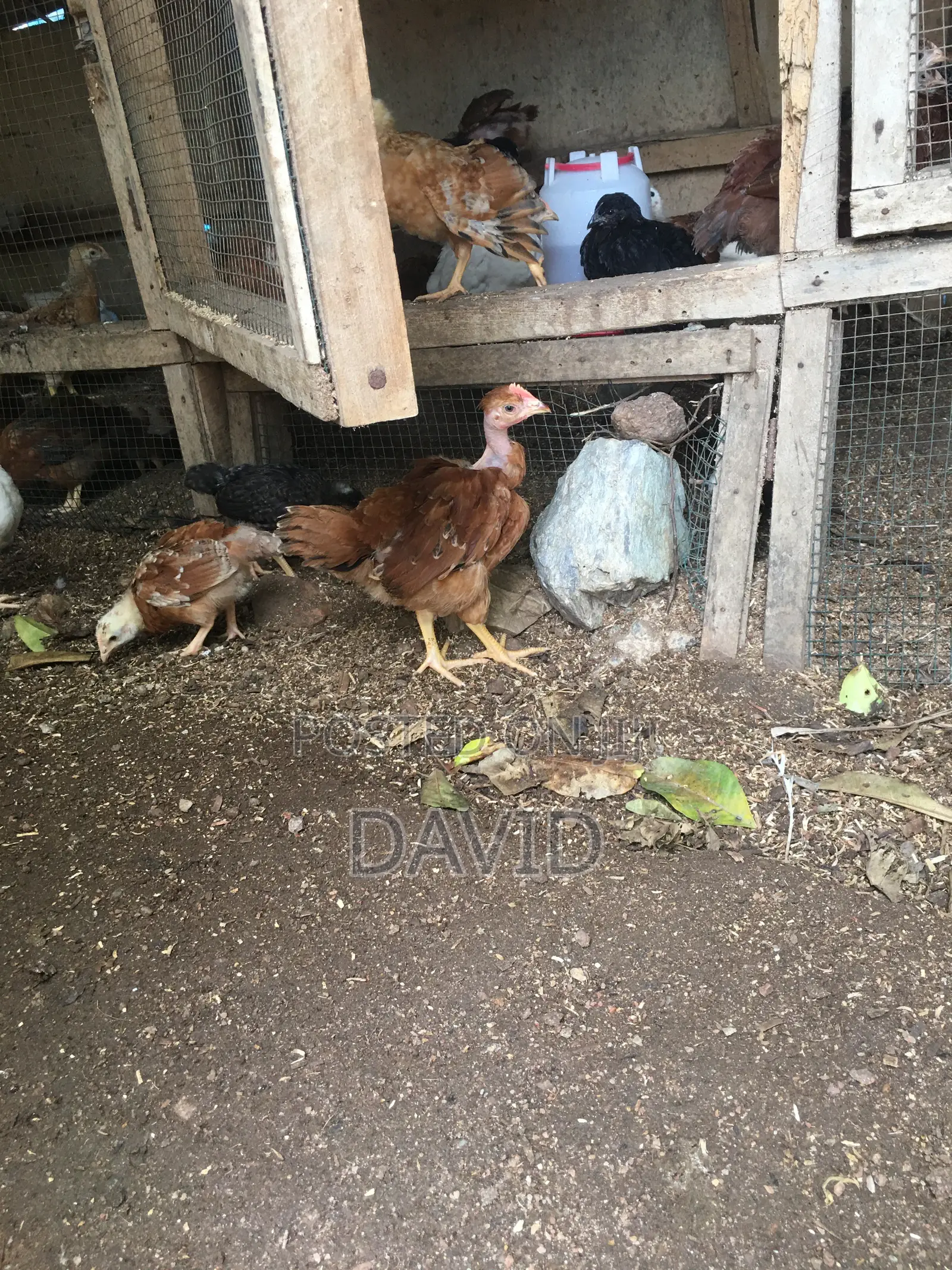 6 Weeks Chicks