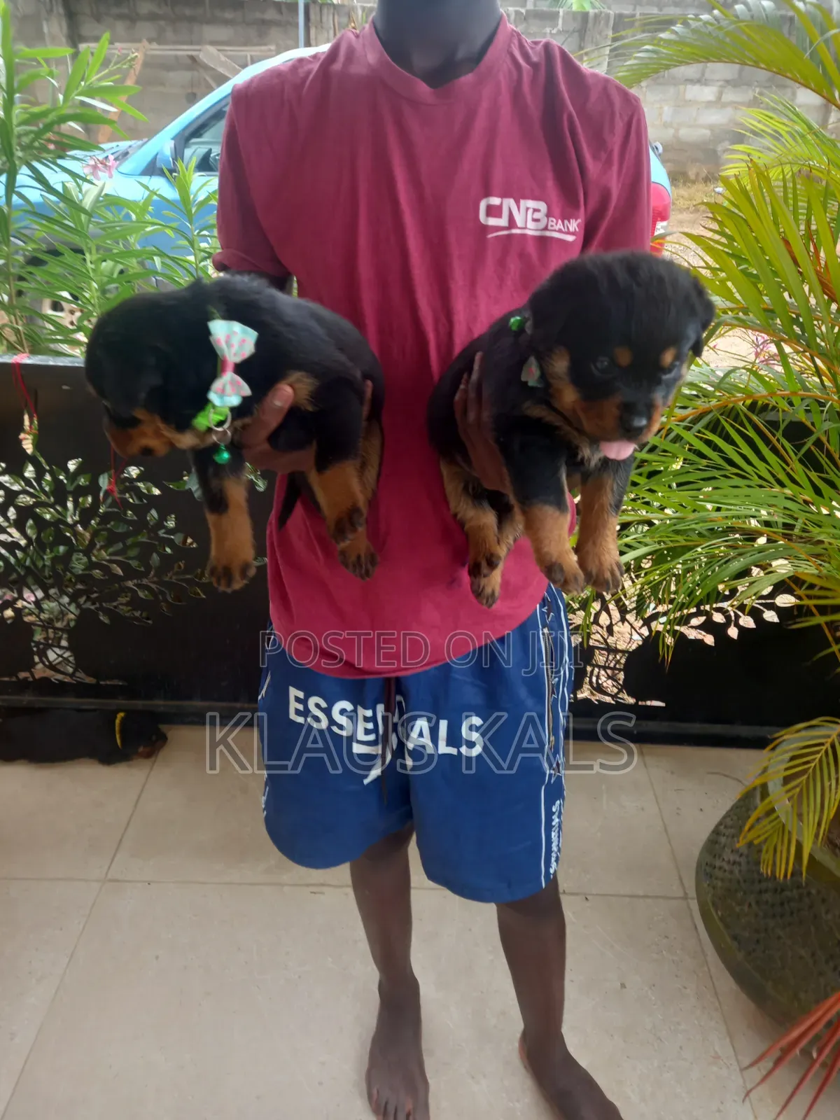 1-3 months Male Purebred Rottweiler