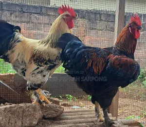 Brahma (Hybrid) Chicken for Sale in Accra, Dansoman