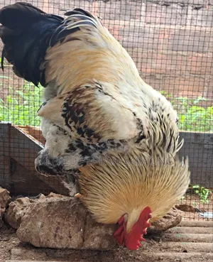 Brahma (Hybrid) Chicken for Sale in Accra, Dansoman