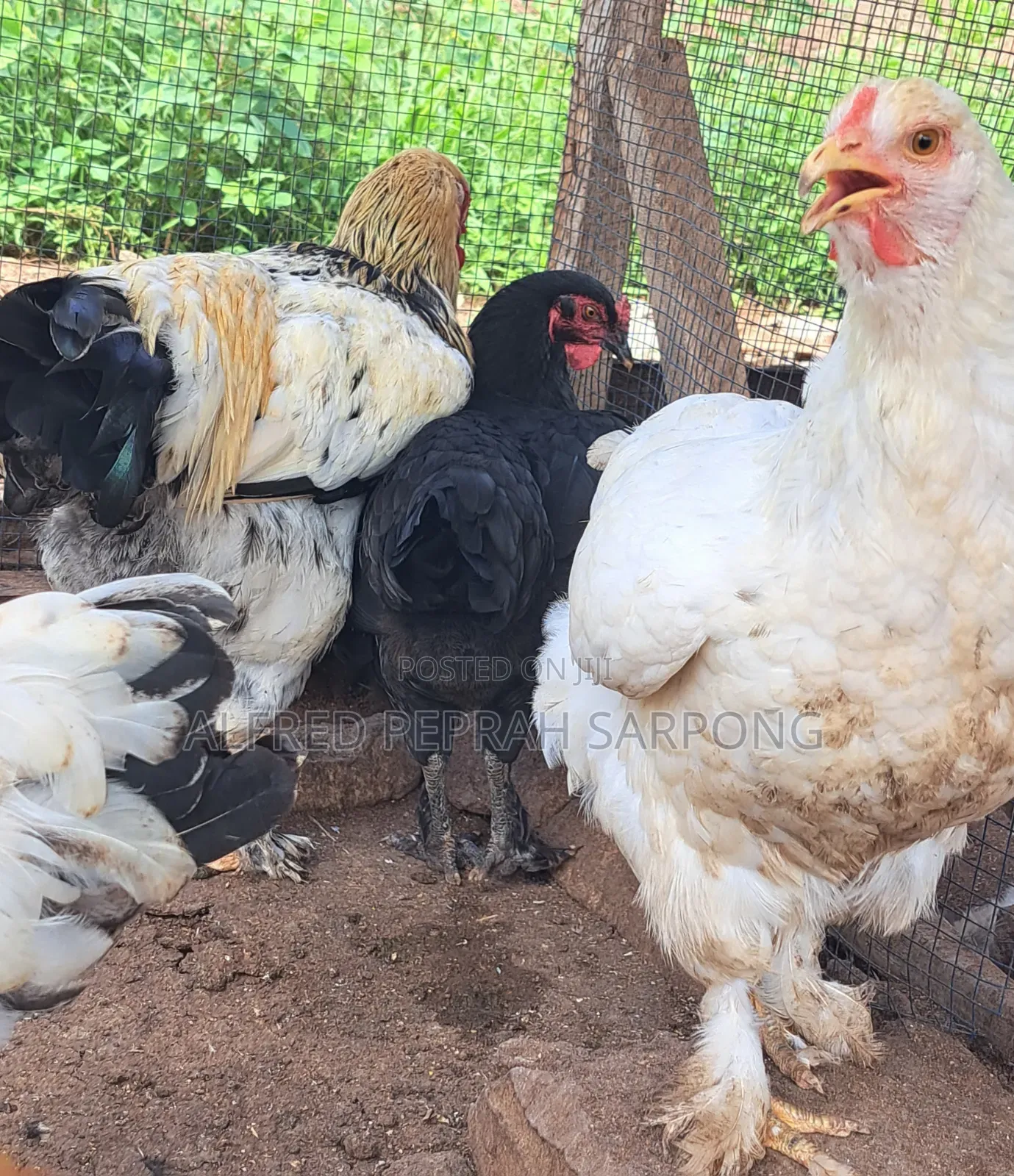 Brahma (Hybrid) Chickens for Sale in Accra, Dansoman