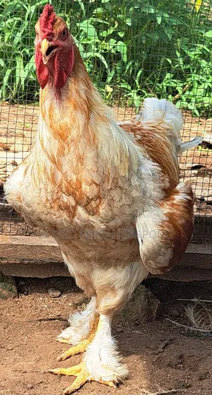 Brahma (Hybrid) Chickens for Sale in Accra, Dansoman