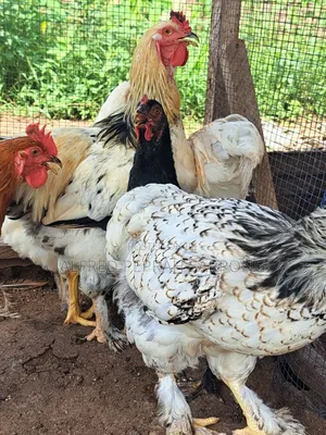 Brahma (Hybrid) Chickens for Sale in Accra, Dansoman