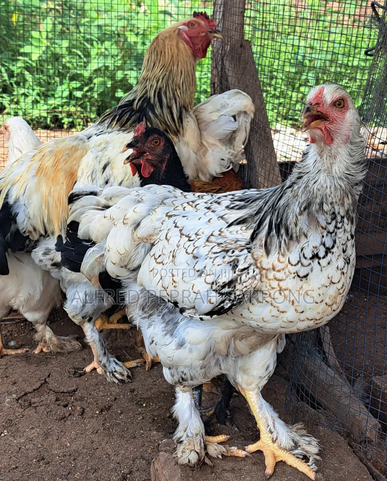 Brahma (Hybrid) Chickens for Sale in Accra, Dansoman