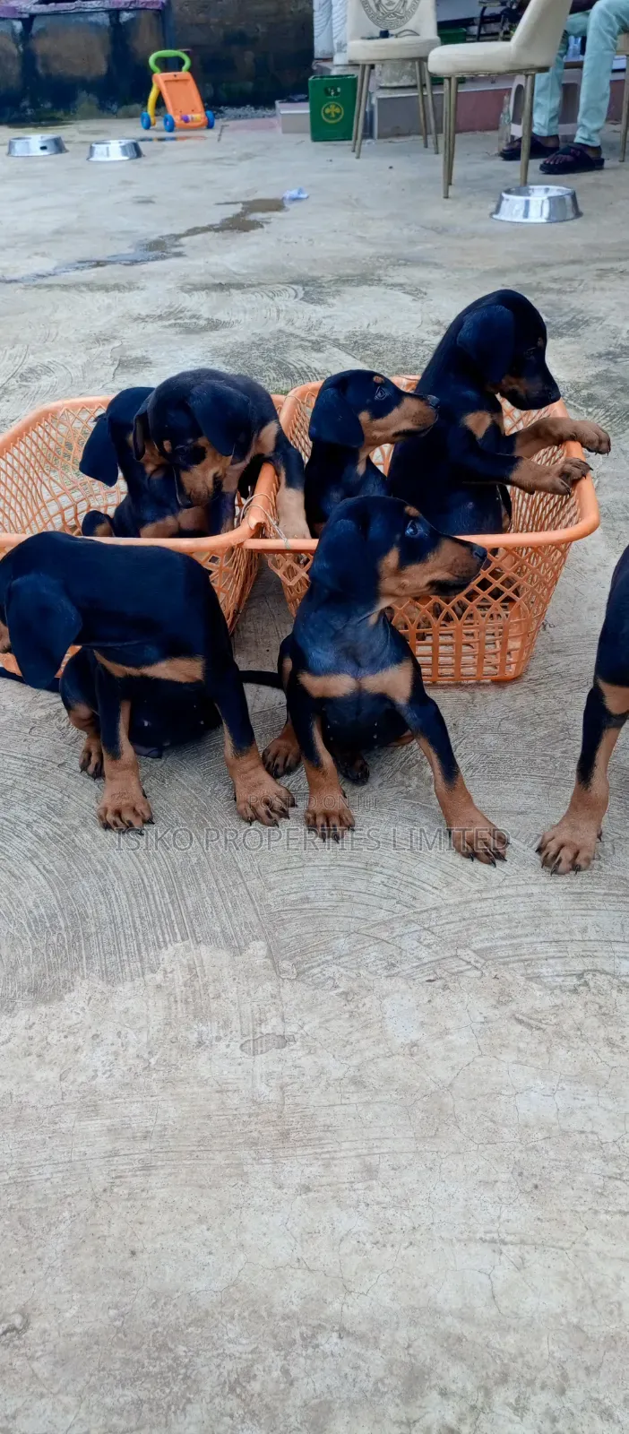 1-3 months Male Purebred Doberman Pinscher