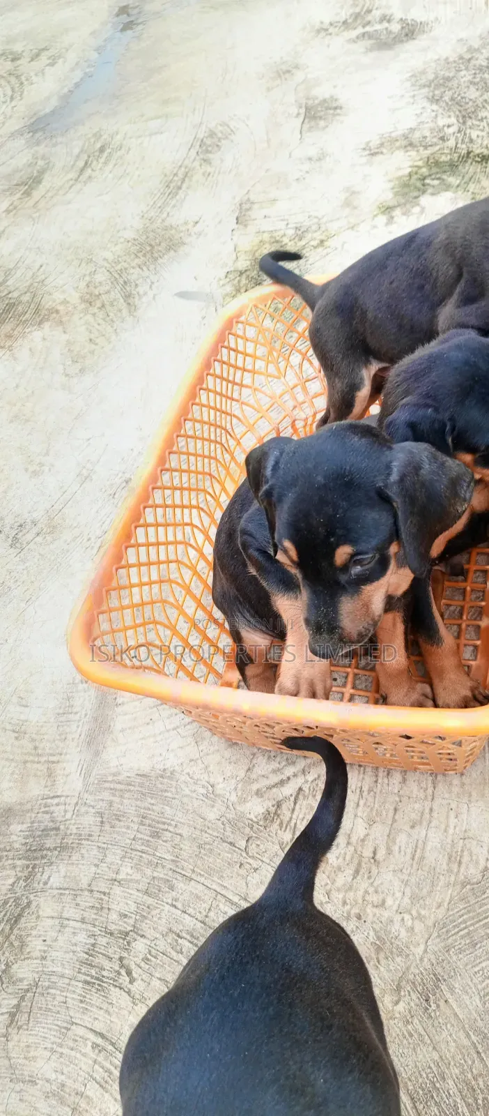 1-3 months Male Purebred Doberman Pinscher