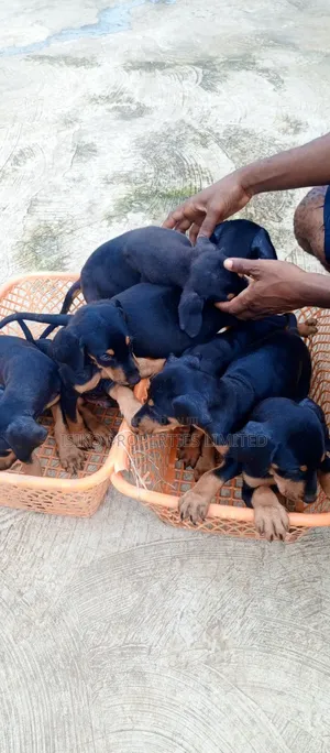 1-3 months Male Purebred Doberman Pinscher
