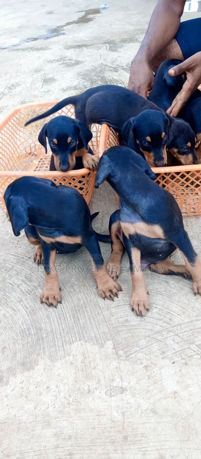 1-3 months Male Purebred Doberman Pinscher