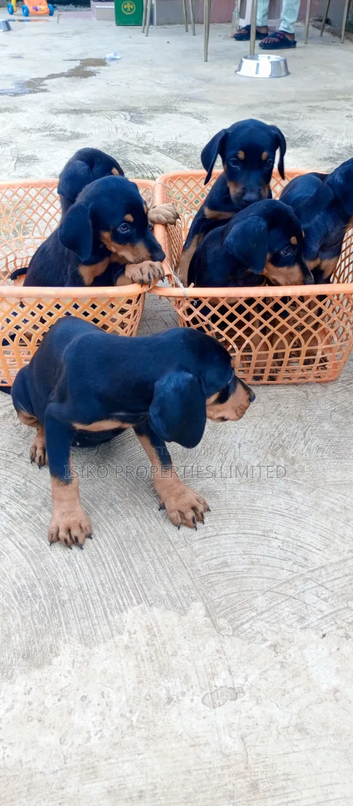 1-3 months Male Purebred Doberman Pinscher