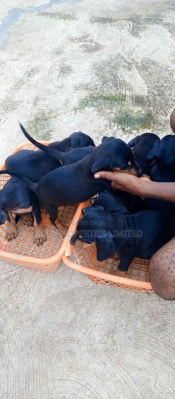 1-3 months Male Purebred Doberman Pinscher