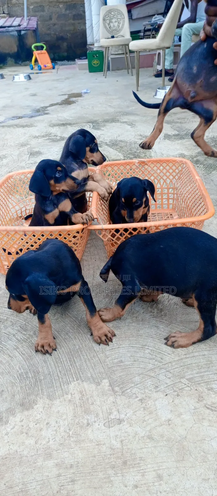 1-3 months Male Purebred Doberman Pinscher