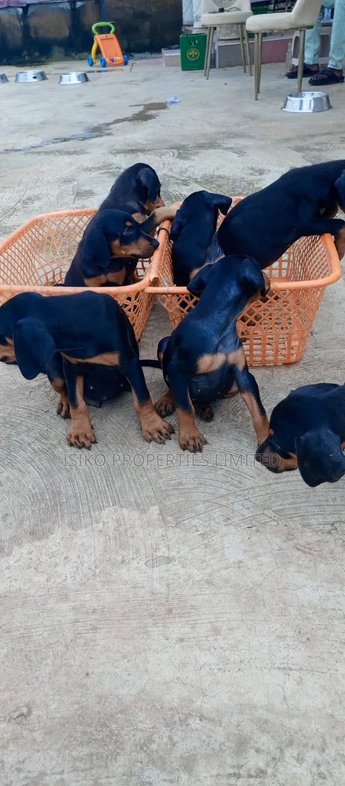 1-3 months Male Purebred Doberman Pinscher