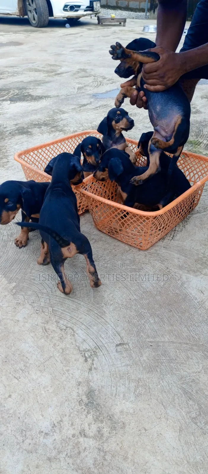 1-3 months Male Purebred Doberman Pinscher