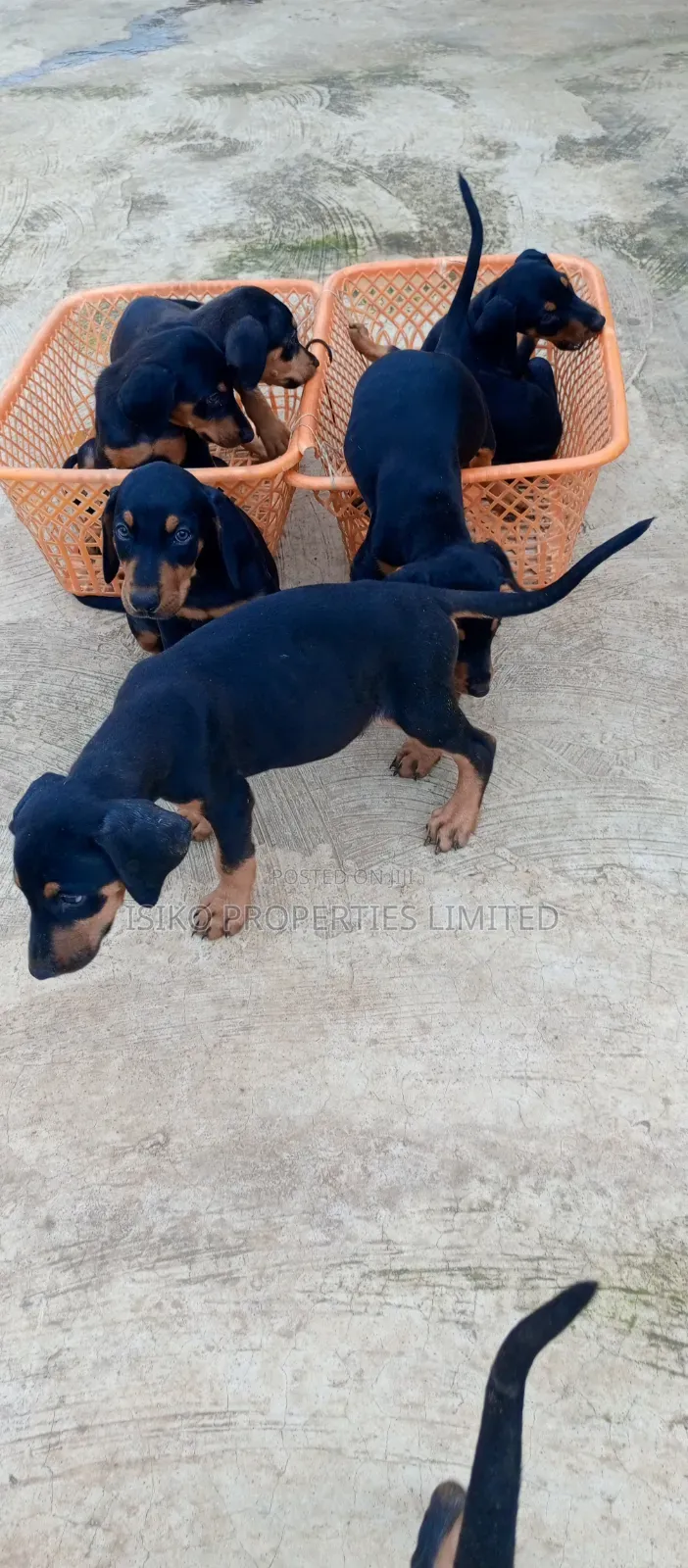 1-3 months Male Purebred Doberman Pinscher