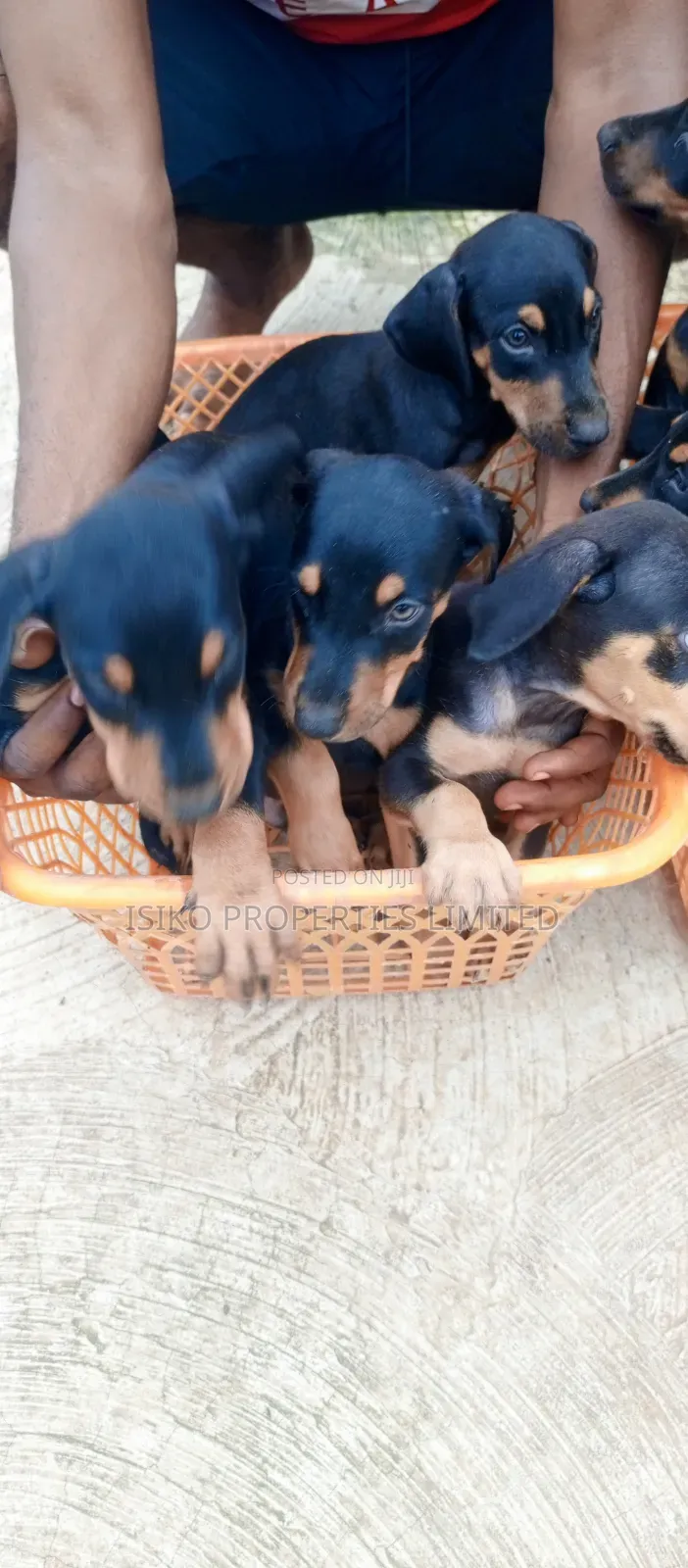 1-3 months Male Purebred Doberman Pinscher