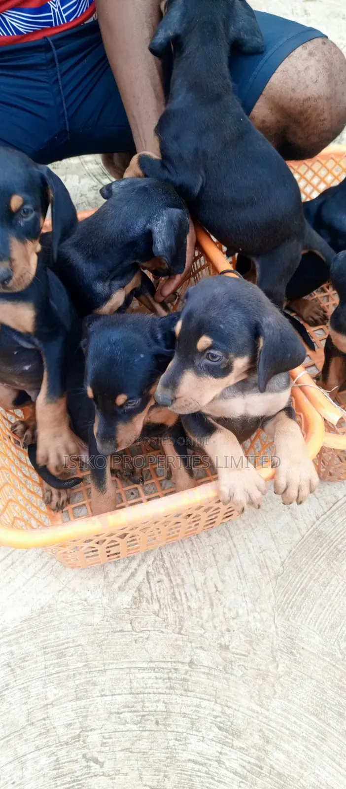 1-3 months Male Purebred Doberman Pinscher