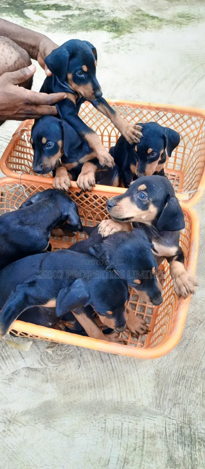 1-3 months Male Purebred Doberman Pinscher