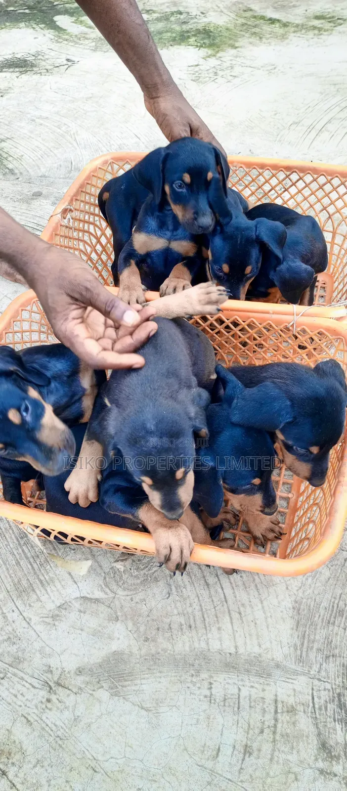 1-3 months Male Purebred Doberman Pinscher