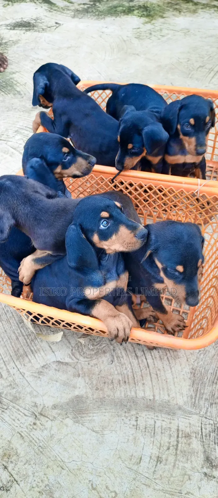 1-3 months Male Purebred Doberman Pinscher