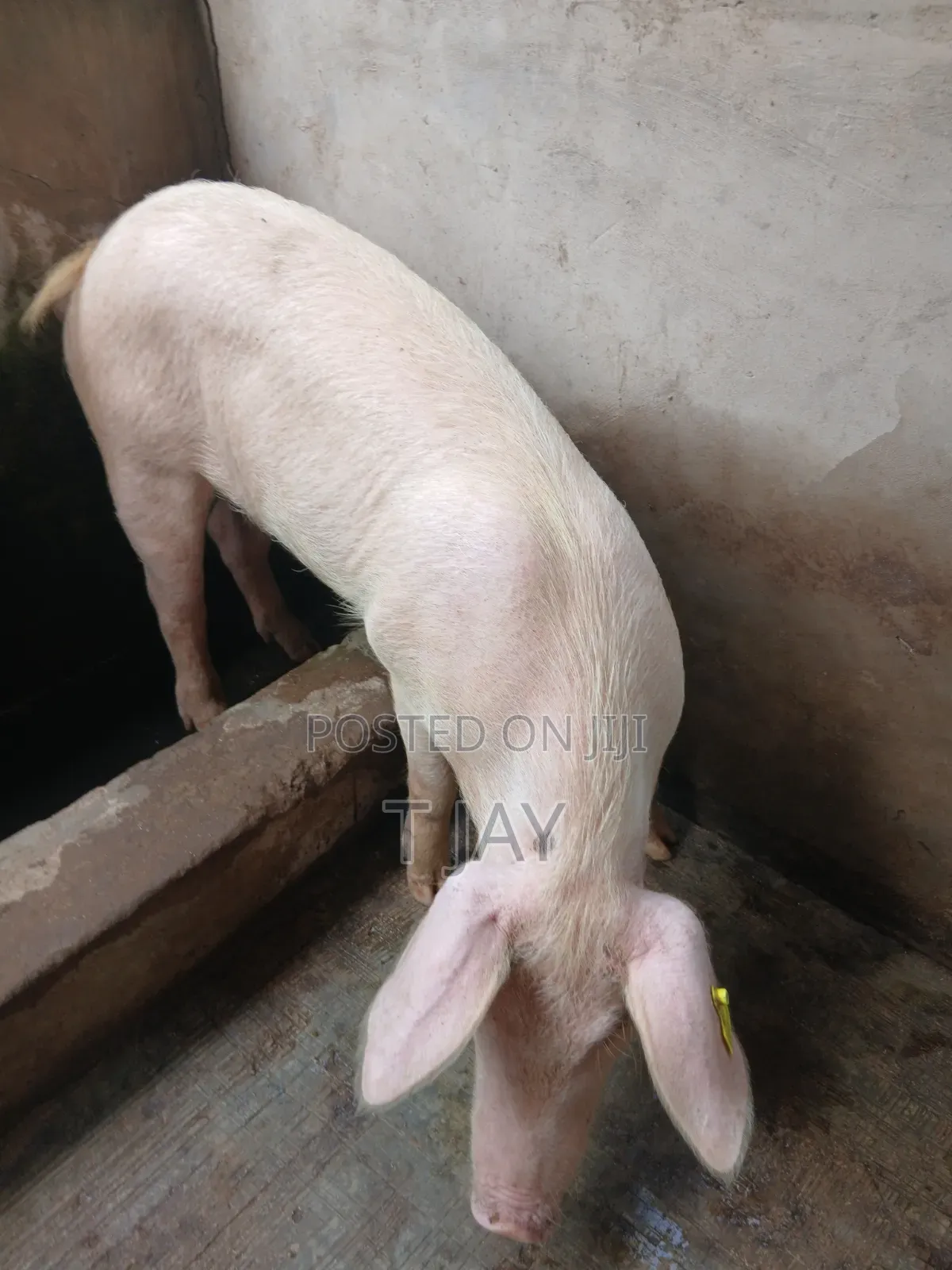 Clean Pork For Sale
