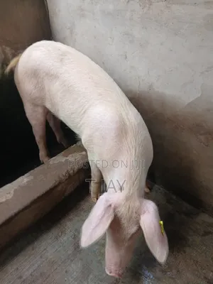 Clean Pork For Sale