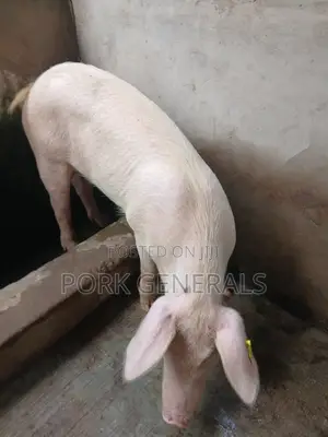 Clean Pork for Sale