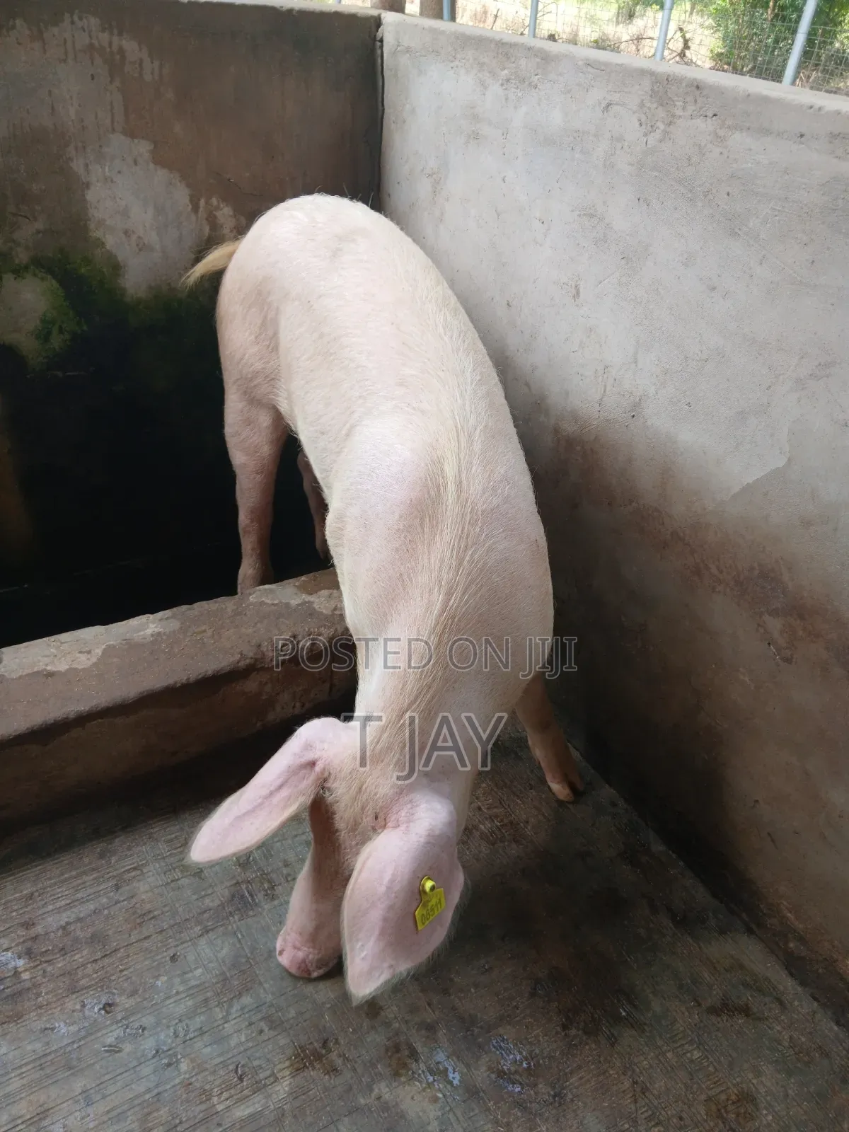 Clean Pork For Sale