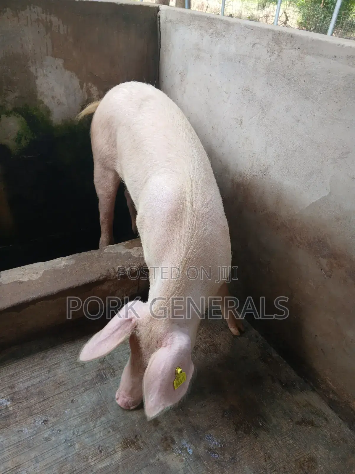 Clean Pork for Sale
