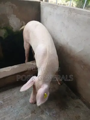 Clean Pork for Sale