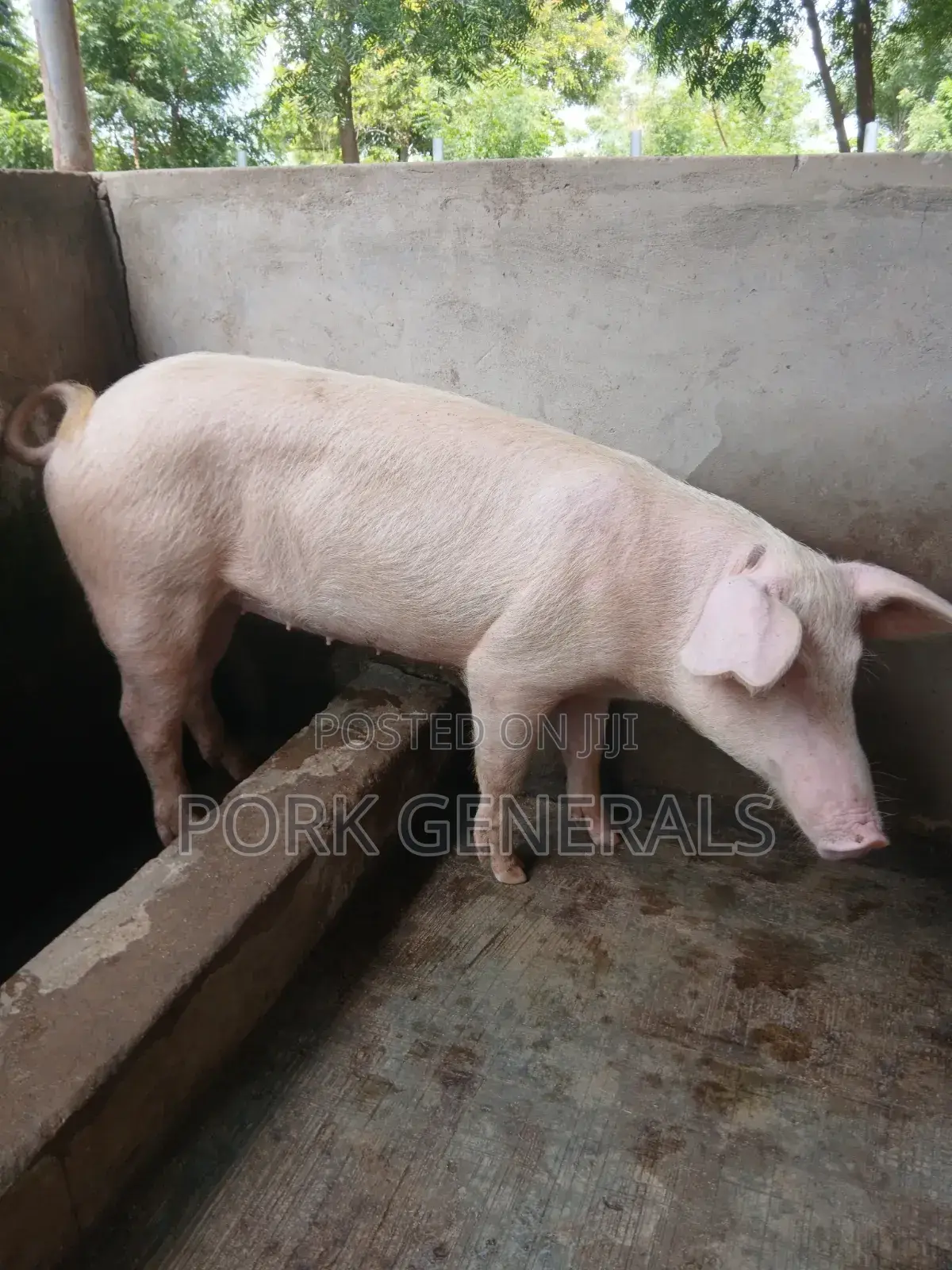 Clean Pork for Sale