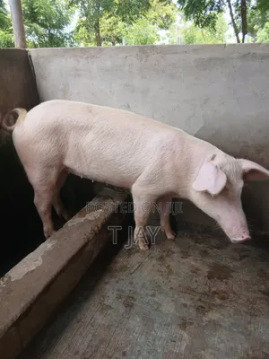 Clean Pork For Sale