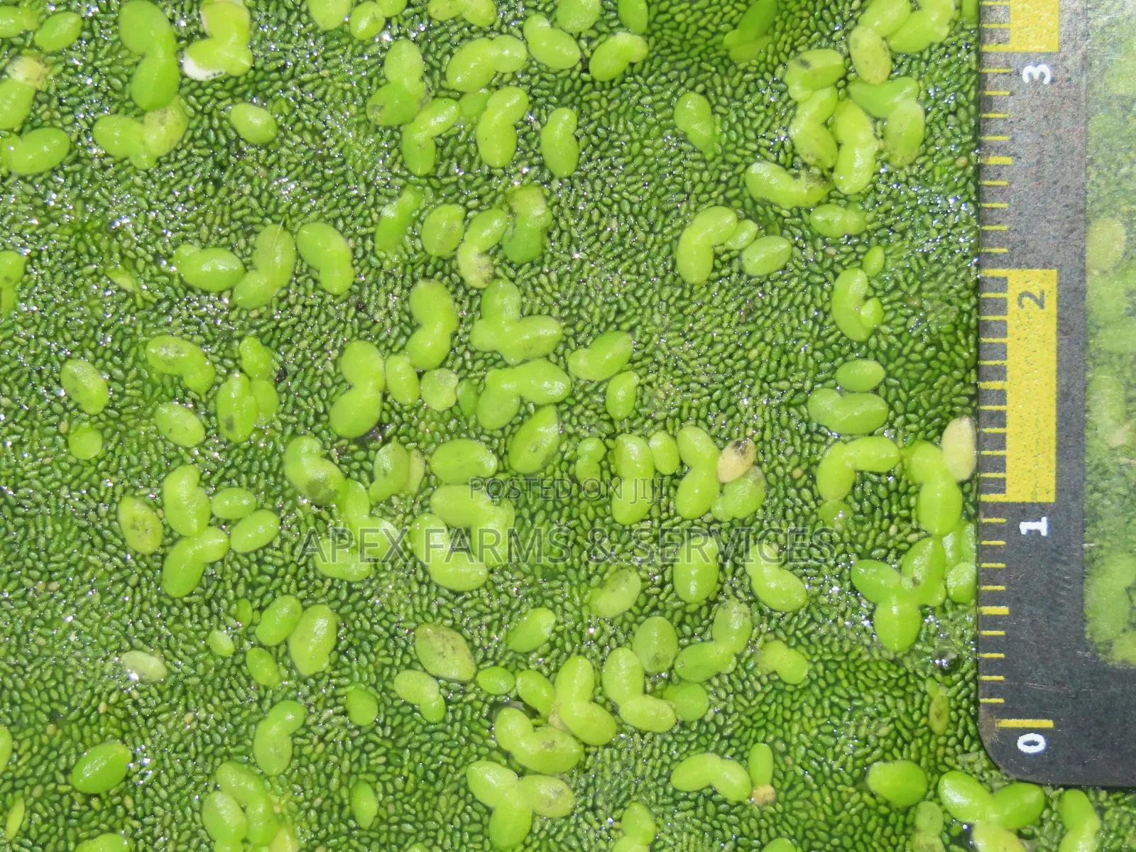 Fresh Azolla Mixed Duckweed Feed Only (Pigs, Ducks, Chicken, Fish Etc)