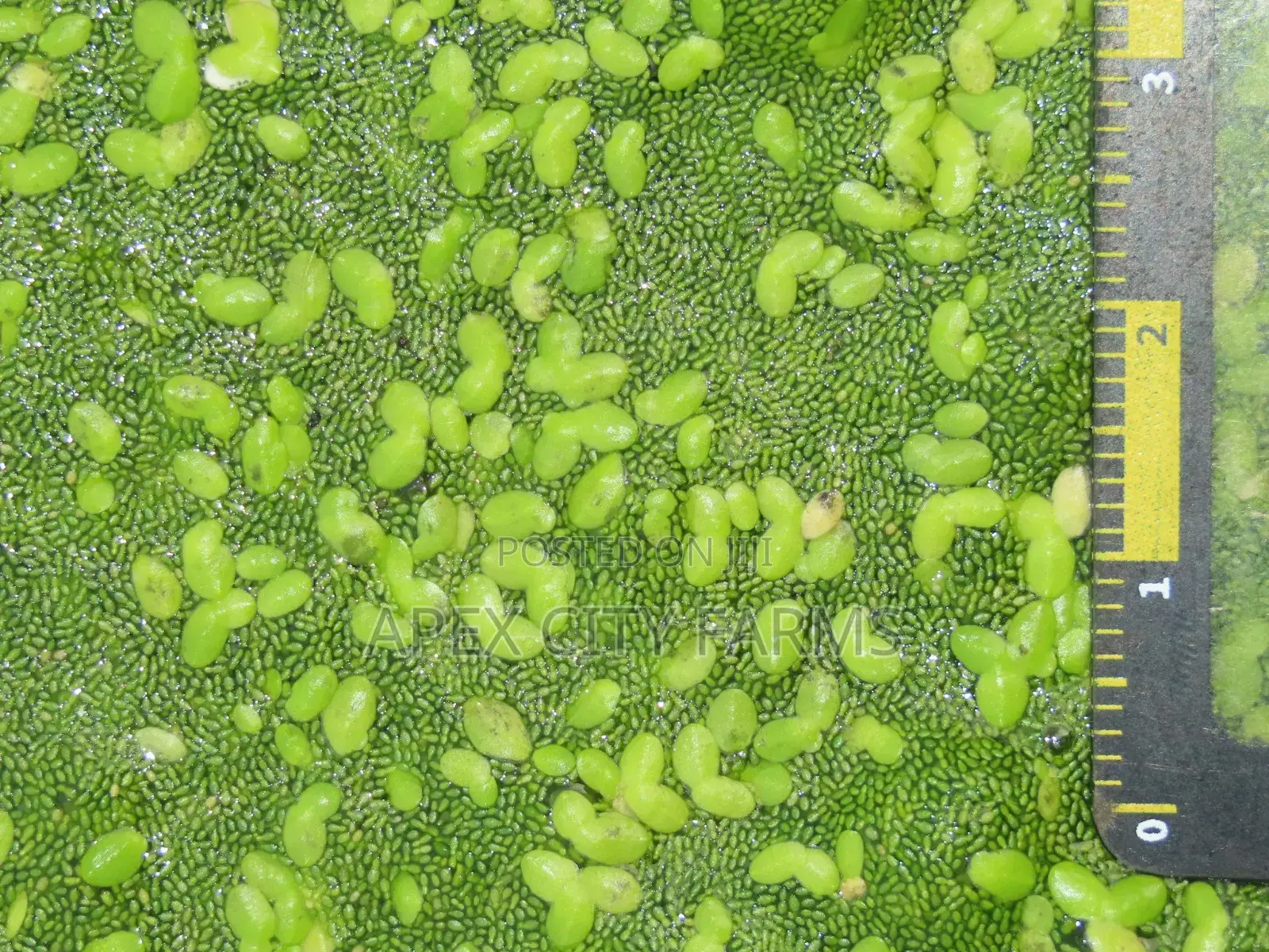 Fresh Azolla Mixed Duckweed Feed Only (Pigs, Ducks, Chicken, Fish Etc)