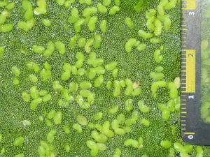 Fresh Azolla Mixed Duckweed Feed Only (Pigs, Ducks, Chicken, Fish Etc)