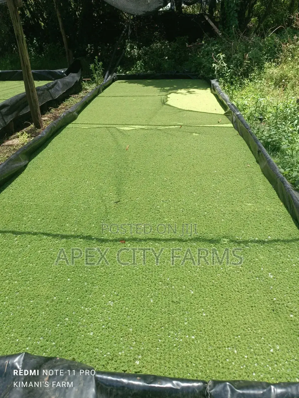 Fresh Azolla Mixed Duckweed Feed Only (Pigs, Ducks, Chicken, Fish Etc)