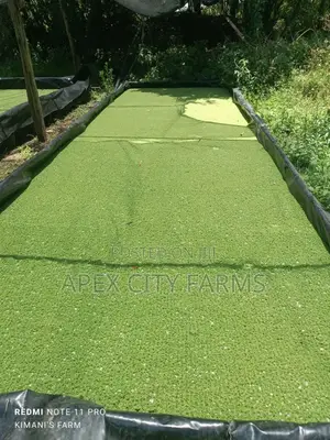 Fresh Azolla Mixed Duckweed Feed Only (Pigs, Ducks, Chicken, Fish Etc)