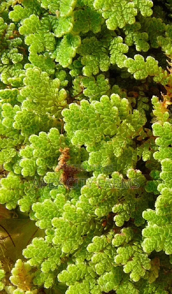 Fresh Azolla Mixed Duckweed Feed Only (Pigs, Ducks, Chicken, Fish Etc)