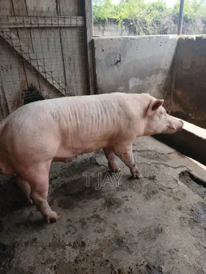 Premium Pork for Sale