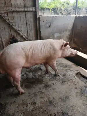 Premium Pork for Sale