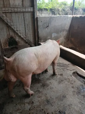 Premium Pork for Sale